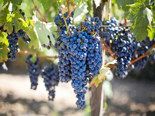 Resveratrol: Přírodní strážce zdraví